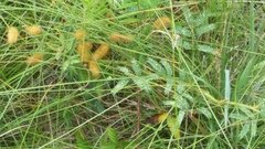 Mimosa hystricina