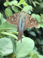 Urbanus proteus