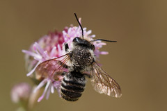 Megachile