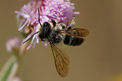 Megachile