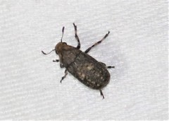 Euparius