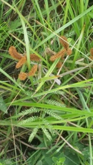 Mimosa hystricina