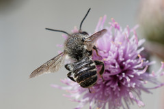Megachile