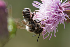 Megachile