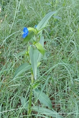 Commelina tuberosa
