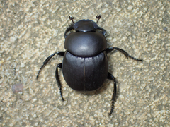 Canthon pilularius