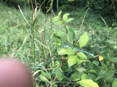 Platycnemis pennipes