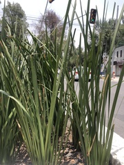 Liliopsida