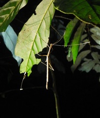Diesbachia tamyris