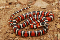 Lampropeltis pyromelana