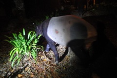Tapirus indicus