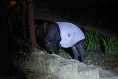 Tapirus indicus
