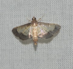 Spilomelini