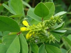 Melilotus italicus