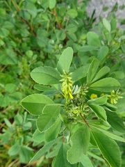 Melilotus italicus