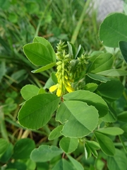 Melilotus italicus