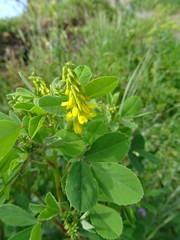 Melilotus italicus