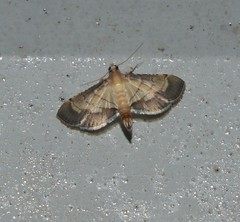Spilomelini