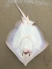 Atlantic Stingray photo 4