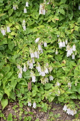 Campanula punctata