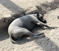 Canis familiaris