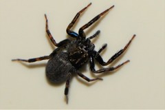 Spartaeinae