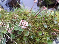 Micranthes porsildiana