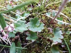 Micranthes porsildiana