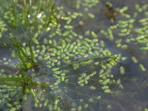 Image of Dotted Watermeal (Wolffia borealis) by no rights reserved