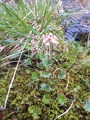 Micranthes porsildiana