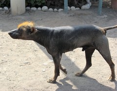 Canis familiaris