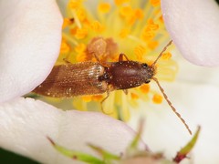 Dolerosomus silaceus