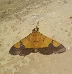 Endocrossis flavibasalis