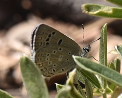 Icaricia icarioides austinorum