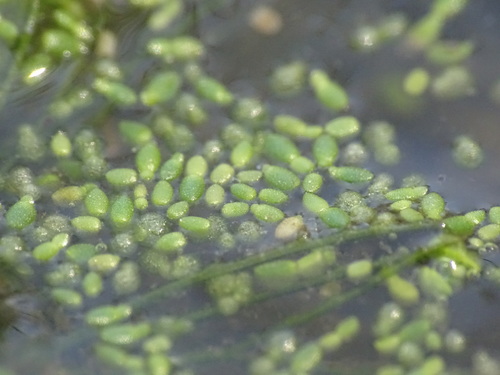 Image of Wolffia borealis by no rights reserved