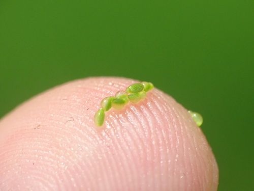 Image of Dotted Watermeal (Wolffia borealis) by no rights reserved