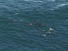 Delphinus