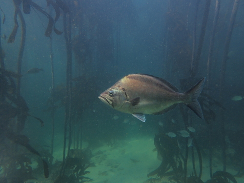 Parascorpis typus Bleeker, 1875