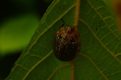 Physonota alutacea