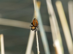 Phidippus