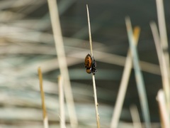 Phidippus
