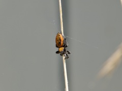Phidippus