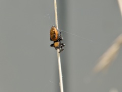 Phidippus