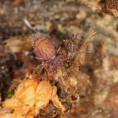 Ptenothrix marmorata