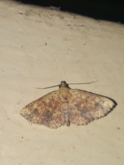 Cerynea punctilinealis