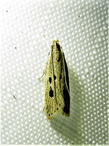 Helcystogramma melanocarpa photo 2
