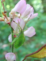 Piezogaster calcarator
