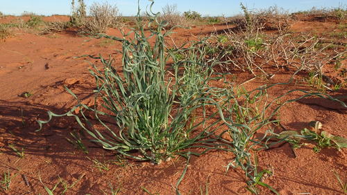 Gethyllis britteniana