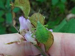 Piezogaster calcarator