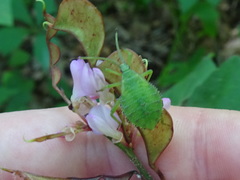 Piezogaster calcarator